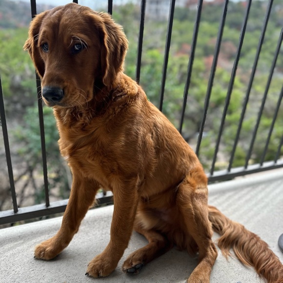 NEW LISTINGS WEEKLY!!! Hello gorgeous, I’m a Posh Mentor! - Picture 11 of 11